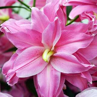LOTUS ICE  